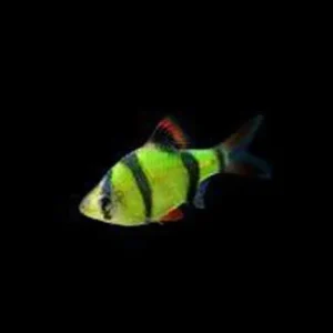 Electric Green Glo Barb