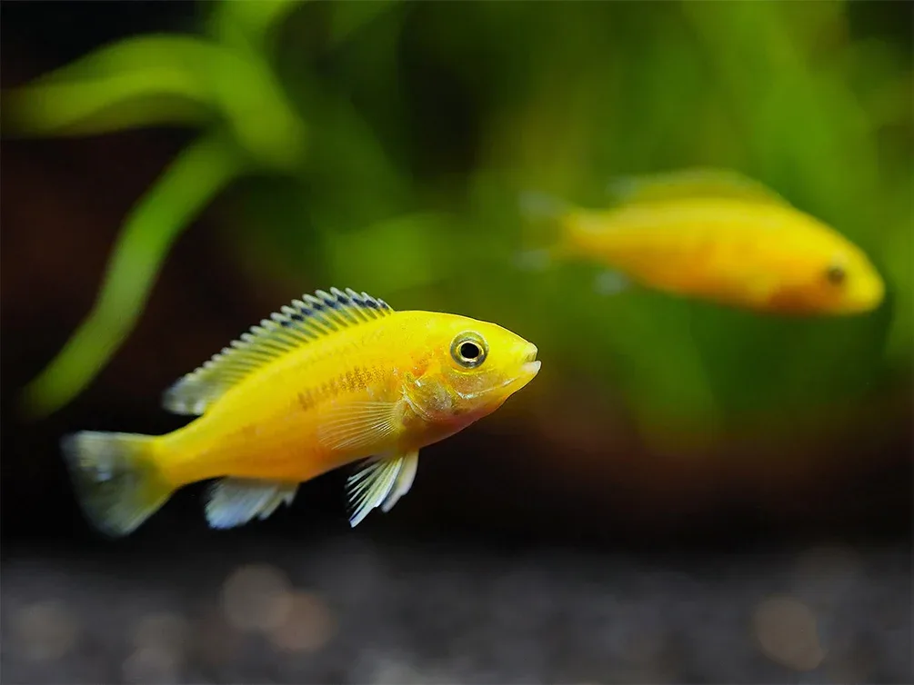 Electric Yellow Cichlid (Labidochromis caeruleus) – Tank-Bred - Image 2