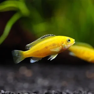 Electric Yellow Cichlid (Labidochromis caeruleus) – Tank-Bred