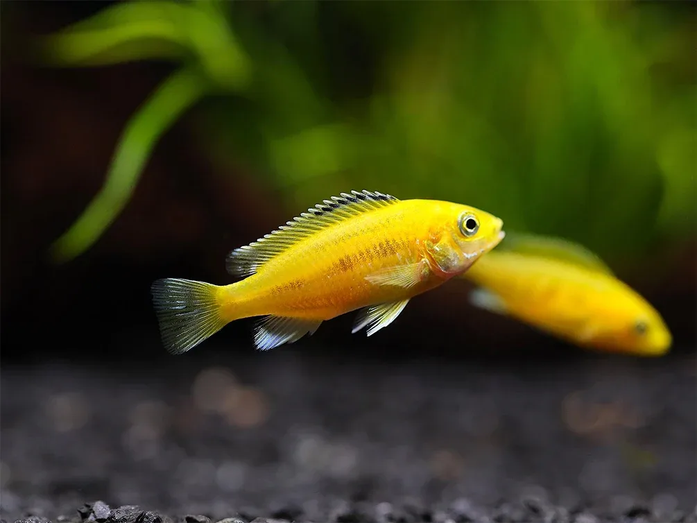 Electric Yellow Cichlid (Labidochromis caeruleus) – Tank-Bred
