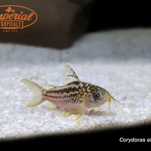 Elegant Gastrodermus (Gastrodermus elegans)