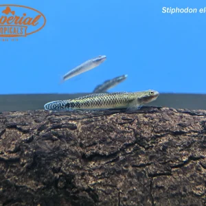 Elegant Goby