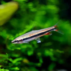 Elegant Pencilfish (Nannostomus limatus)