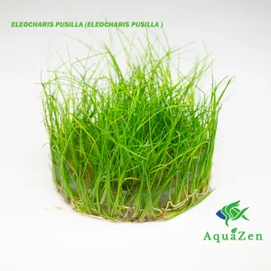Eleocharis Pusilla (Eleocharis Pusilla ) Tissue Culture