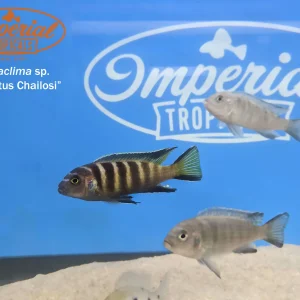 Elongatus Chailosi