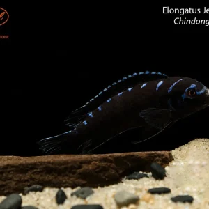 Elongatus Jewel Spot