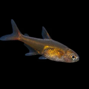 Ember AKA Fire AKA Dwarf Red Tetra (Hyphessobrycon amandae), Tank-Bred