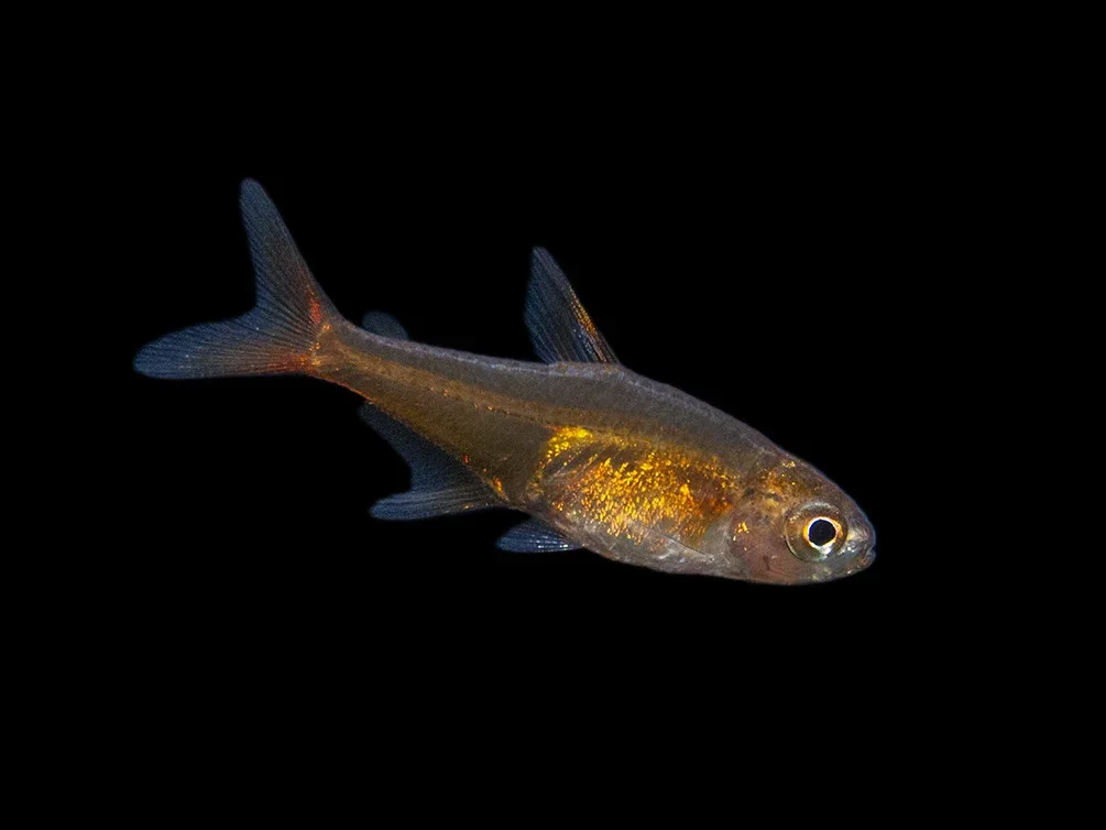 Ember AKA Fire AKA Dwarf Red Tetra (Hyphessobrycon amandae), Tank-Bred