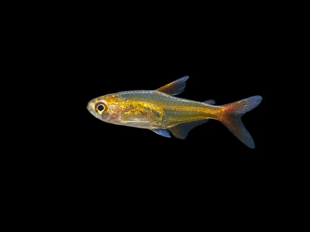 Ember AKA Fire AKA Dwarf Red Tetra (Hyphessobrycon amandae), Tank-Bred - Image 2
