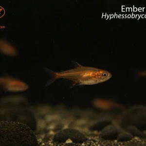 Ember Tetra