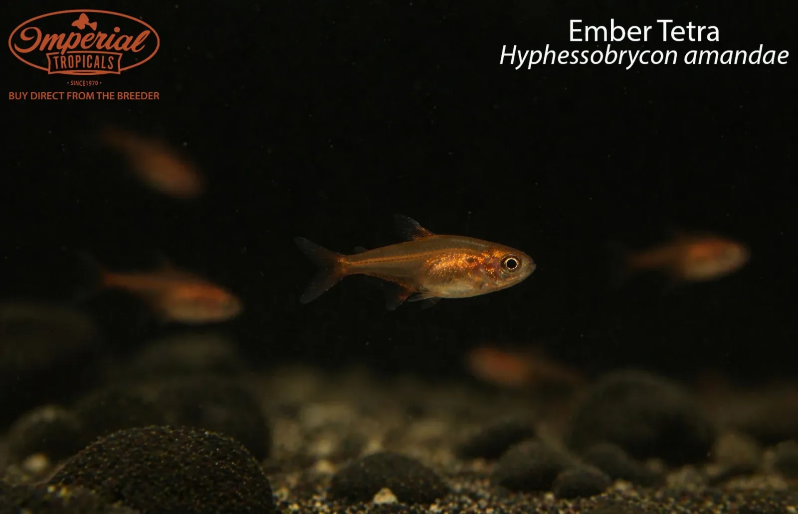 Ember Tetra