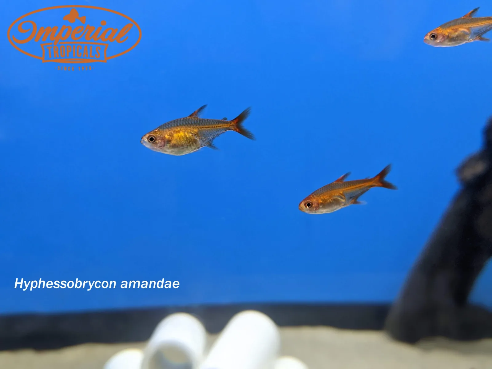 Ember Tetra - Image 2