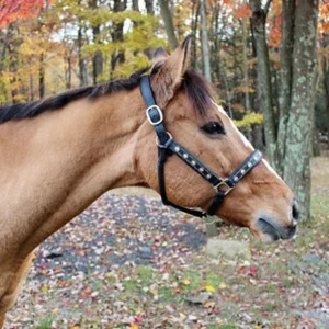 Embroidered Leather Horse Halter - Premium Crown Pattern Halter with Adjustable Fit