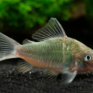 Emerald Brochis Cory Catfish (Corydoras splendens), TANK-BRED!!!