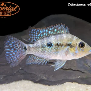 Emerald Cichlid