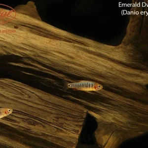 Emerald Dwarf Rasbora