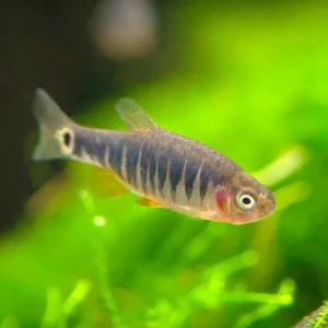 Emerald Dwarf Rasbora (Celestichthys erythromicron), Tank-Bred