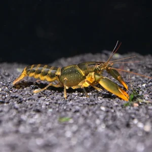 Emerald Fire Crayfish (Cherax snowden)