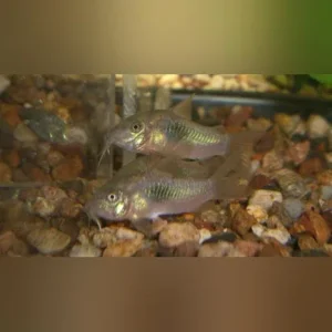 Emerald Green Cory