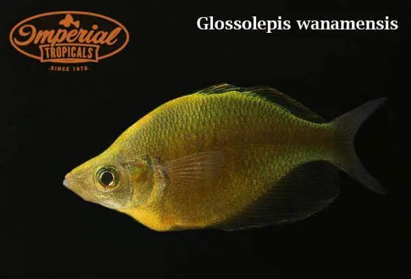 Emerald Rainbowfish - Image 2