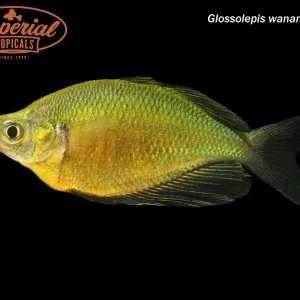 Emerald Rainbowfish