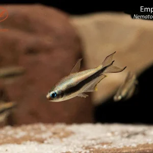 Emperor Tetra