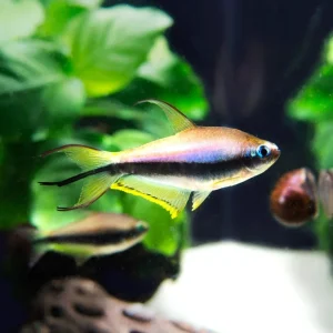 Emperor Tetra (Nematobrycon palmeri) - Tank-Bred!