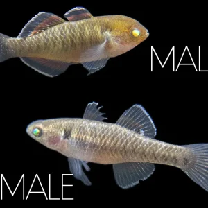Empire Gudgeon (Hypseleotris compressa)