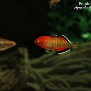 Empire Gudgeon (Hypseleotris compressa)