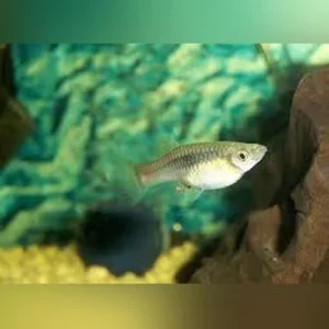 Endler – Female