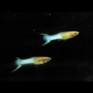 Endler Sky Blue – Male