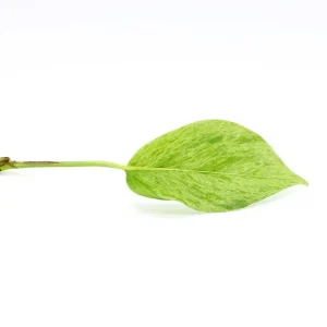 Epipremnum aureum ‘Marble Queen’ Pothos – Node/Leaf Cutting