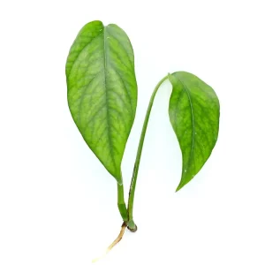 Epipremnum Pinnatum Plant – Node/Leaf Cutting