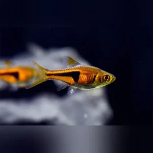 Espei Rasbora