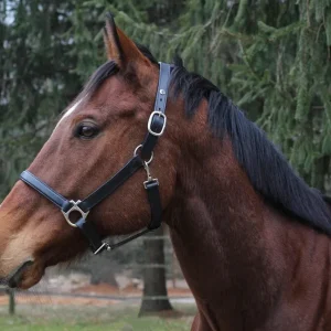 Everyday Leather Halter - Adjustable Horse Halter with Nameplate Space