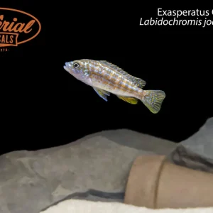 Exasperatus Cichlid