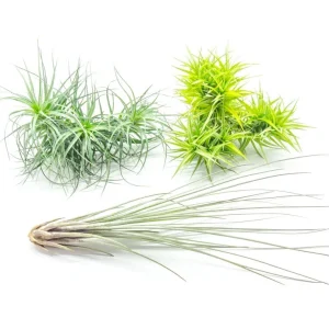Extra Large Air Plants - Variety Pack