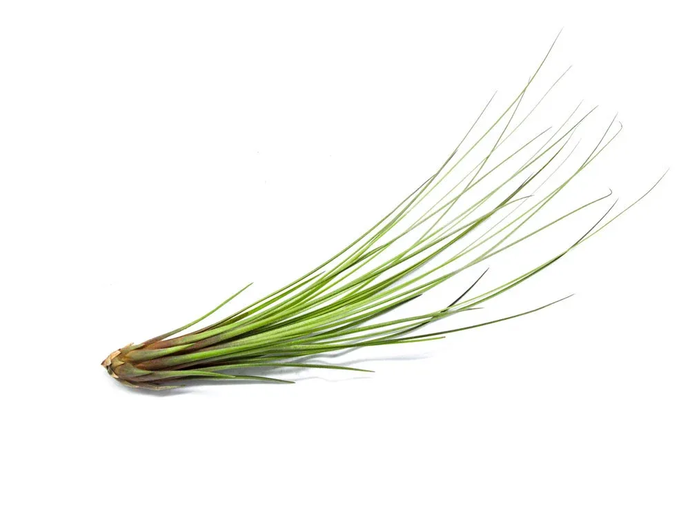 Extra Tall Air Plant Pack - Each Tillandsia 7 or more Inches Tall - Image 2