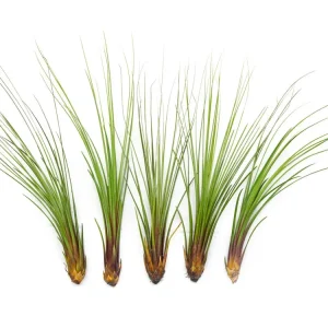 Extra Tall Air Plant Pack - Each Tillandsia 7 or more Inches Tall