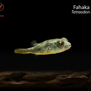 Fahaka Puffer