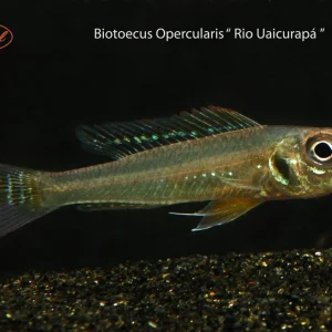 Fairy Cichlid