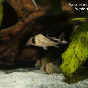 False Bandit Hoplisoma (Hoplisoma melini)