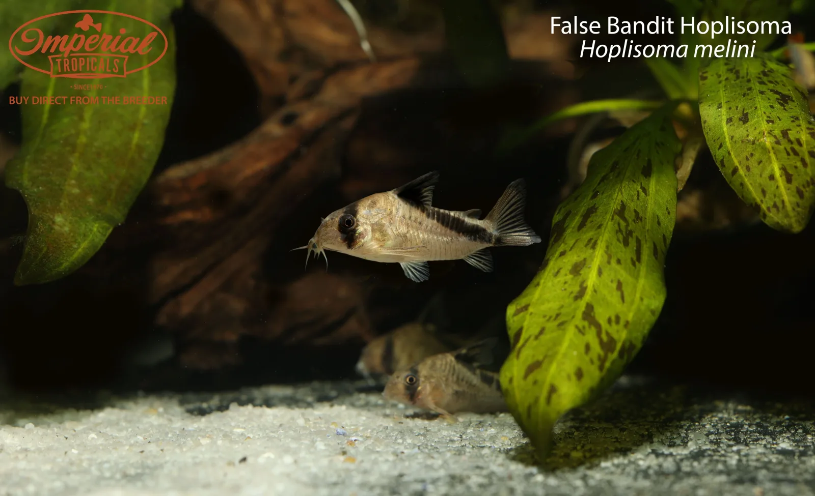 False Bandit Hoplisoma (Hoplisoma melini)