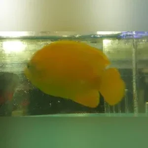 False Lemonpeel Angelfish
