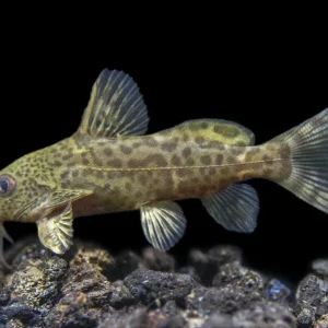 False Upside-Down Catfish (Synodontis nigrita)