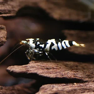 Fancy Black Tiger Shrimp (Caridina sp. “Black Tiger”) – SS Grade