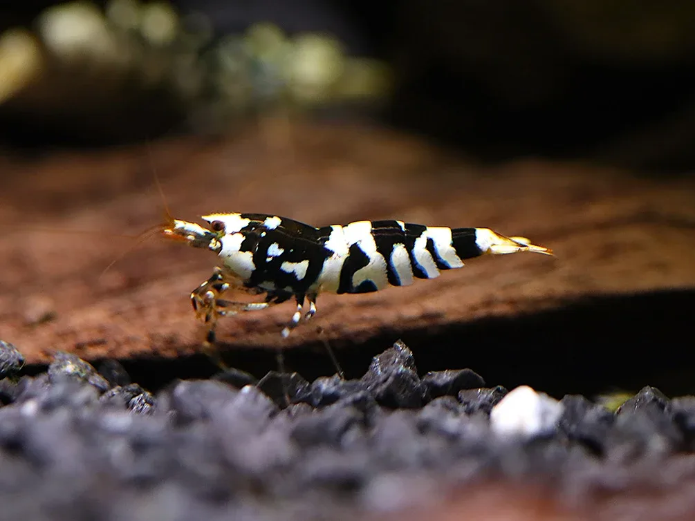 Fancy Black Tiger Shrimp (Caridina sp. “Black Tiger”) – SS Grade - Image 2