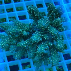 Fancy Tricolor Acropora
