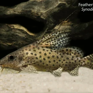 Featherfin Squeaker Cat