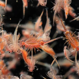Feeder - Brine Shrimp